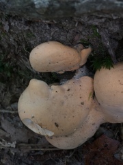 Hydnum subolympicum