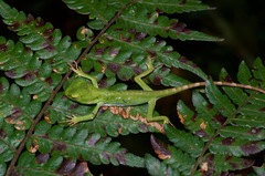 Calotes pethiyagodai