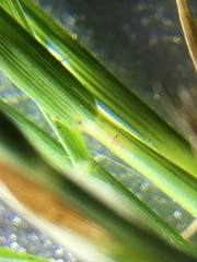 Sporobolus vaginiflorus