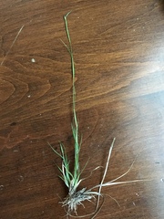 Sporobolus vaginiflorus