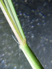 Sporobolus vaginiflorus