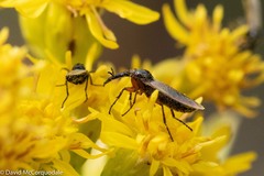 Dilophus stigmaterus