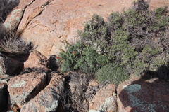 Melianthus pectinatus