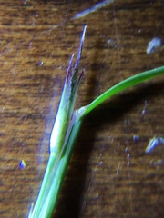 Sporobolus vaginiflorus