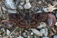 Pellicia arina