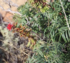 Melianthus pectinatus
