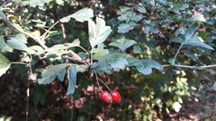 Crataegus monogyna