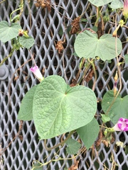 Ipomoea purpurea