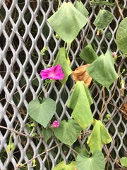 Ipomoea purpurea