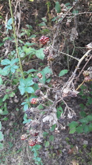 Rubus fruticosus