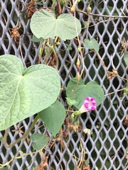 Ipomoea purpurea