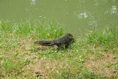 Varanus salvator macromaculatus