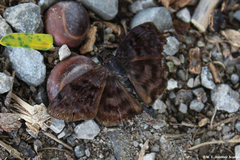 Pellicia arina