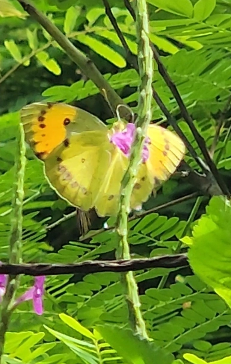 Yellow Orange-Tip