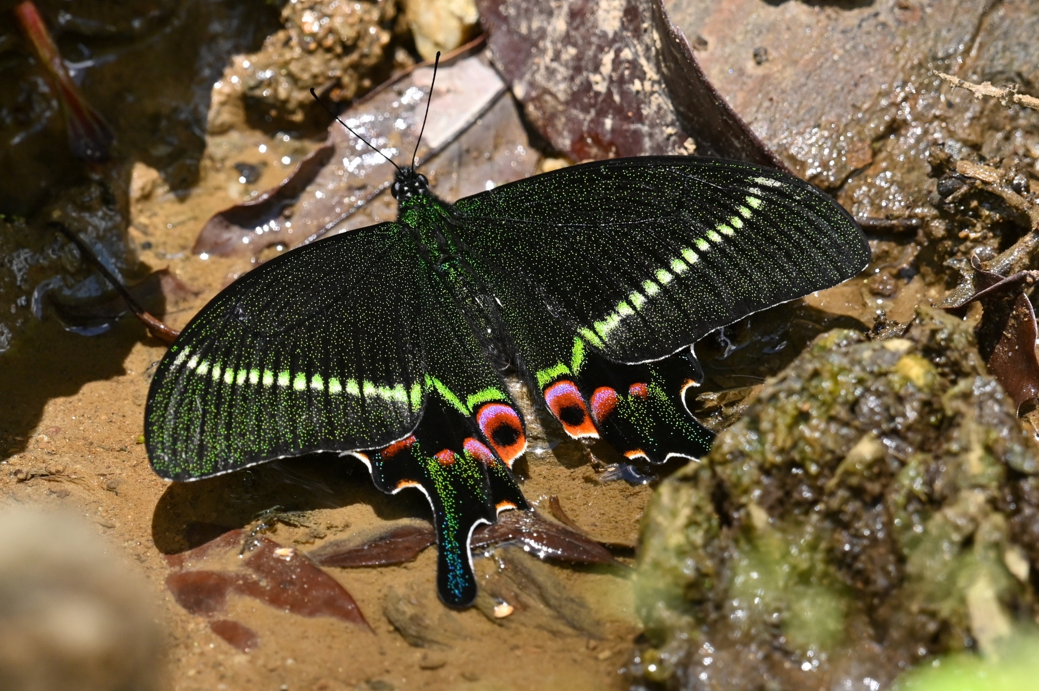 Krishna Peacock