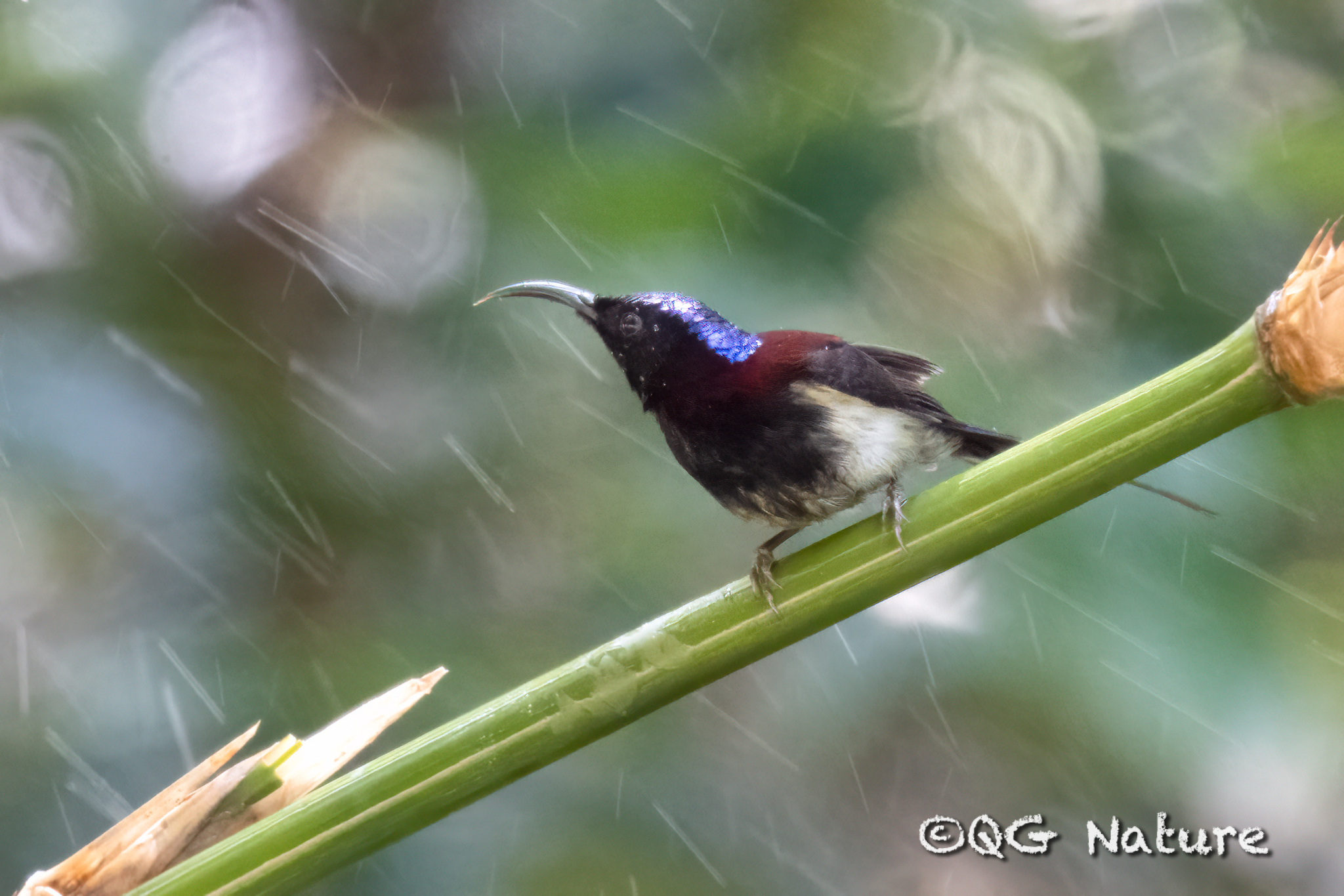 Black-throated Sunbird