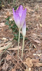Colchicum bivonae