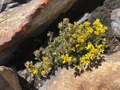 Draba lemmonii