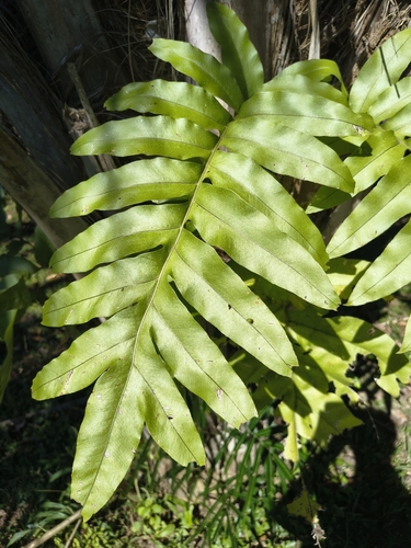 Phlebodium decumanum