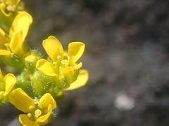 Draba lemmonii