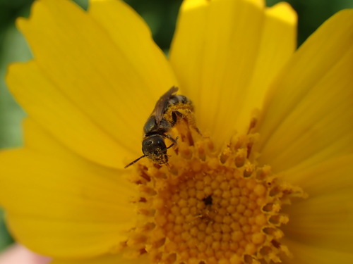 Coppery Metallic-Furrow bee