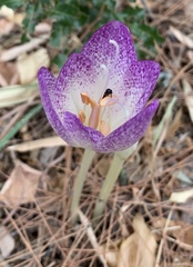Colchicum bivonae
