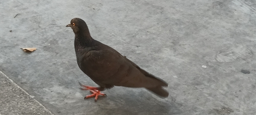 Feral Pigeon
