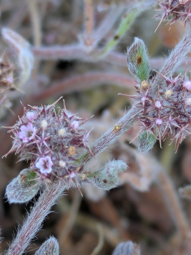 Eastwood's Spineflower (Chorizanthe eastwoodiae)