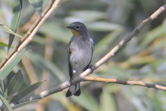Setophaga coronata coronata × auduboni