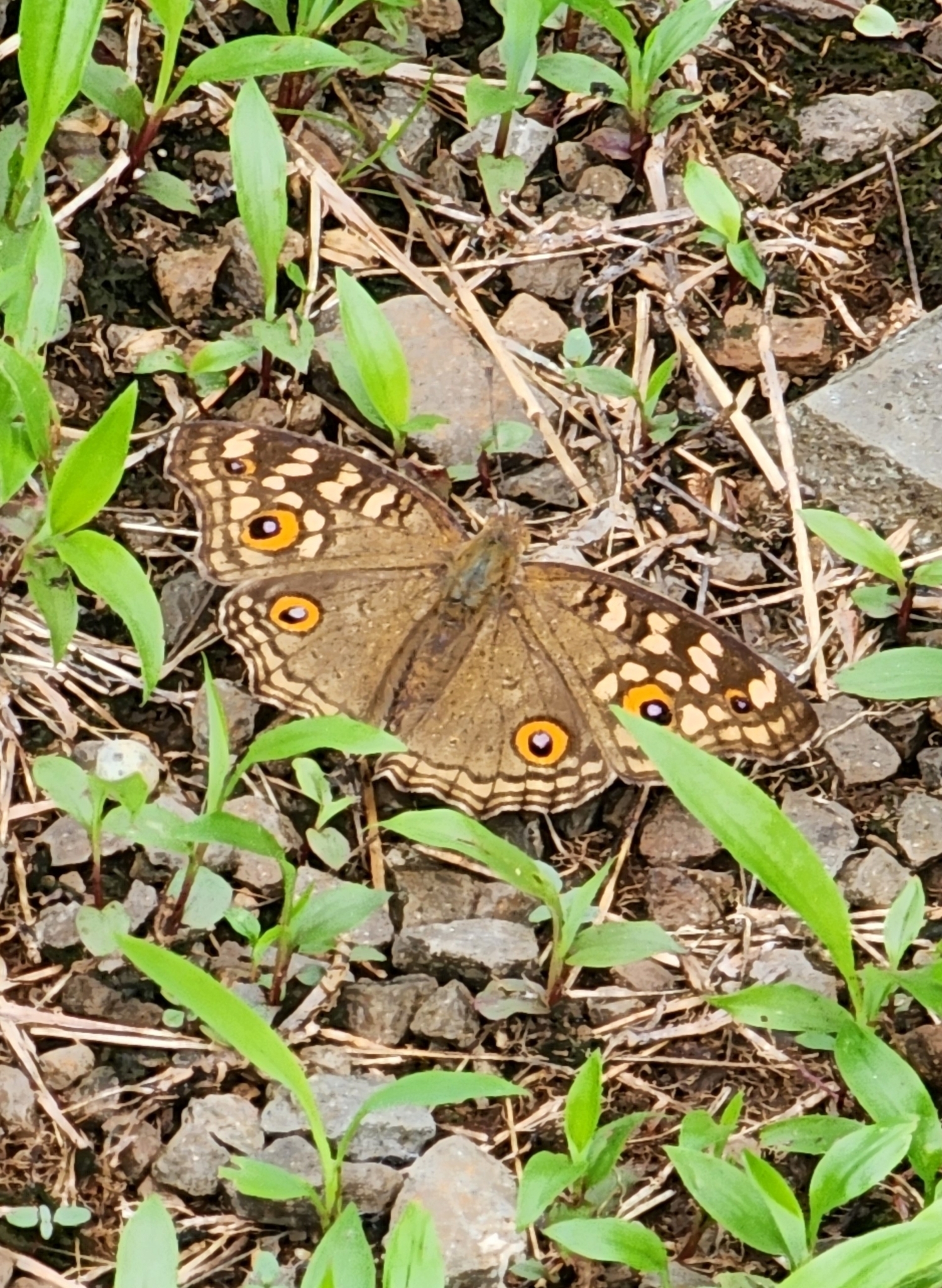 Lemon Pansy