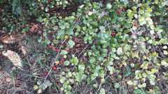 Crataegus