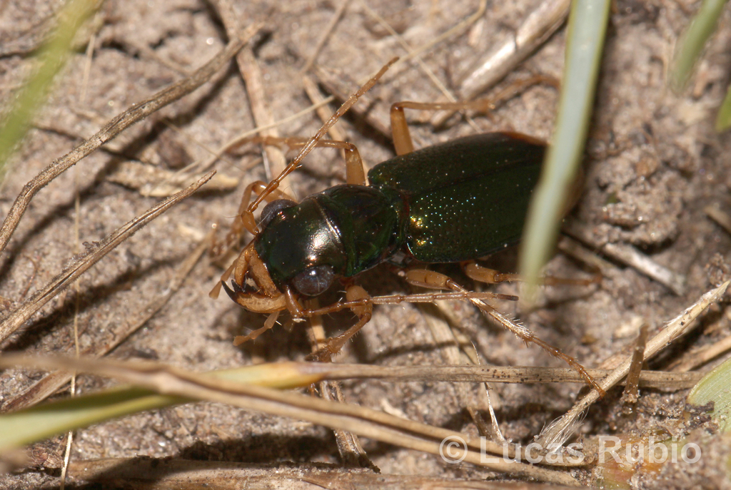 Tetracha distinguenda