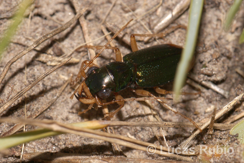 Tetracha distinguenda
