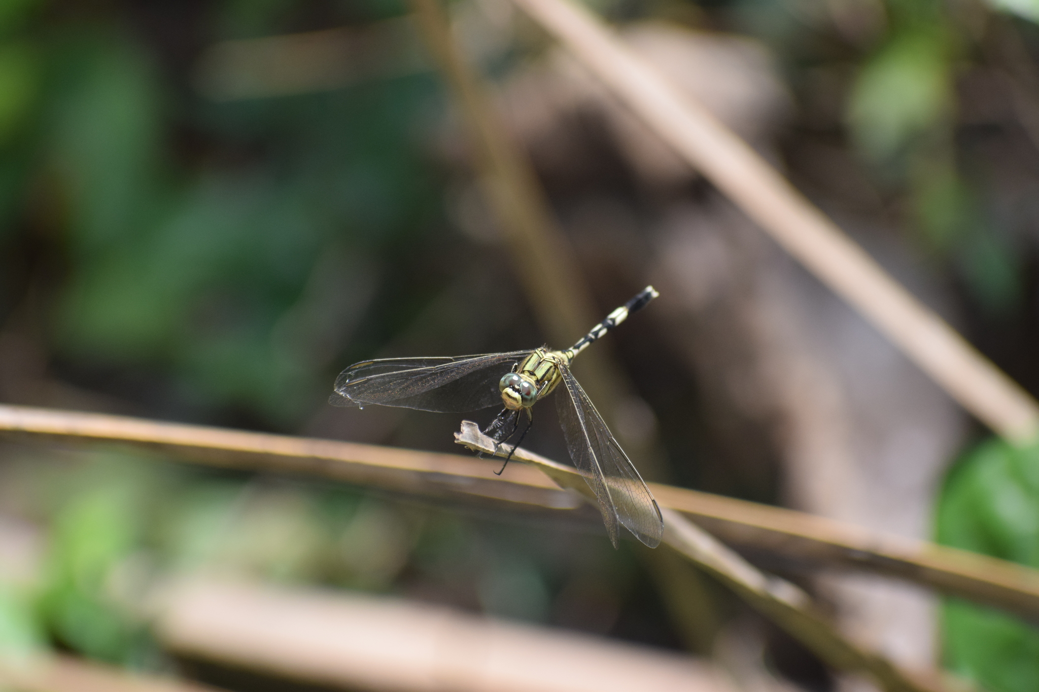 Slender Skimmer