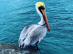 Pelecanus occidentalis