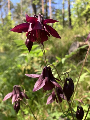 Dark columbine (Aquilegia atrata)