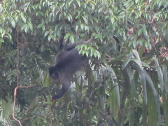 Trachypithecus cristatus