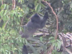 Trachypithecus cristatus