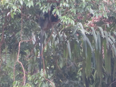 Trachypithecus cristatus
