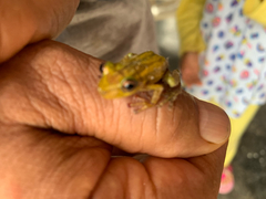 Scinax tsachila