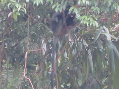 Trachypithecus cristatus