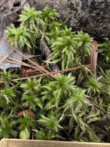 Sphagnum torreyanum, 2025-05-31