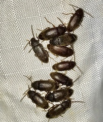 Hymenorus