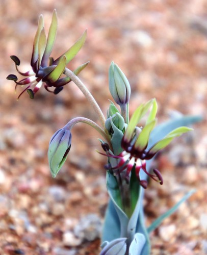 Image of Ornithoglossum vulgare by (c) Tony Rebelo, some rights reserved (CC BY-SA)