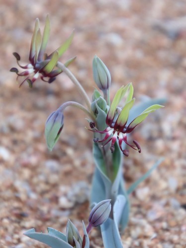 Image of Ornithoglossum vulgare by (c) Tony Rebelo, some rights reserved (CC BY-SA)