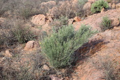 Calobota