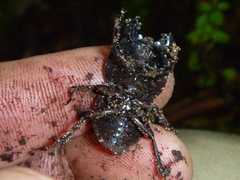 Geodorcus helmsi