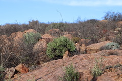 Tylecodon wallichii ecklonianus
