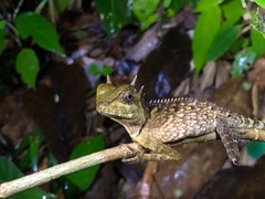 Acanthosaura phuketensis