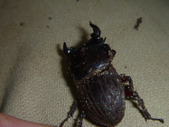 Geodorcus helmsi
